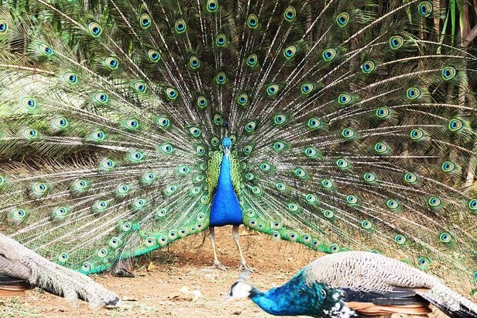 >>TAXI ONLY<< to CASELA BIRD PARK, SAFARI. - Purchase Tickets in Advance