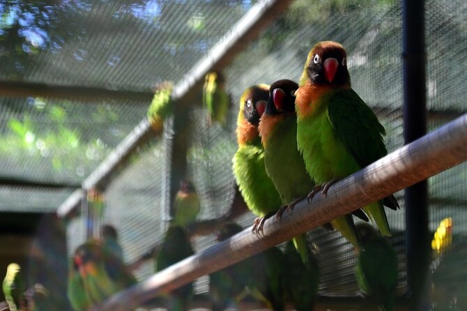 >>TAXI ONLY<< to CASELA BIRD PARK, SAFARI. - Customer Feedback