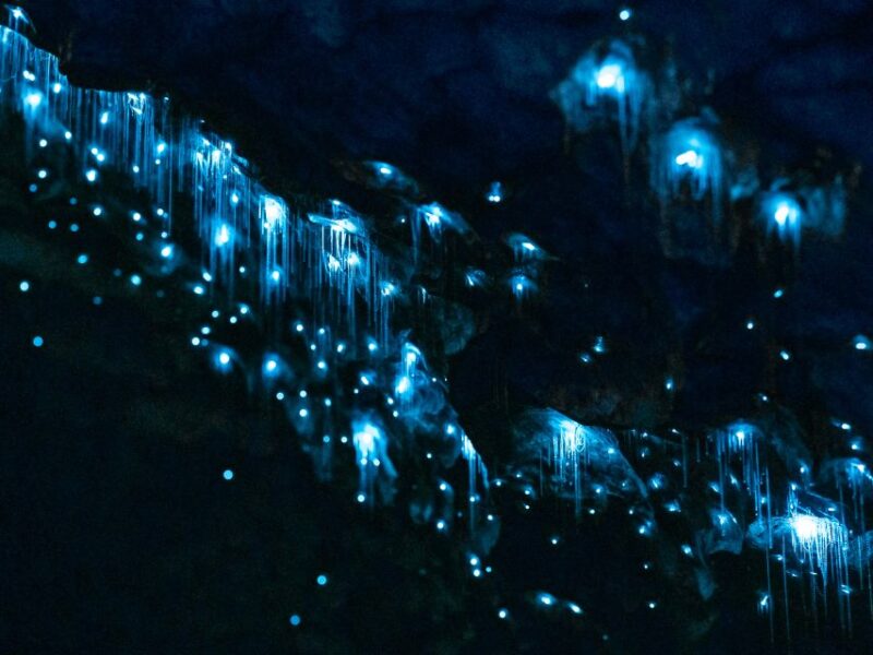 Te Anau: Glowworm Caves Guided Tour - Experience Highlights
