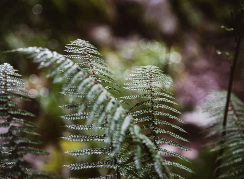 Te Anau: Lake Marian Guided Day Hike with Lunch - Practical Tips for a Smooth Day
