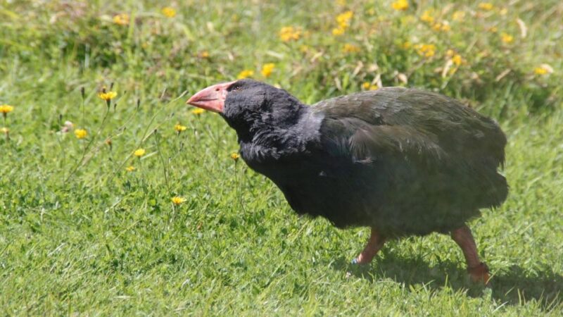 Te Anau: Natural Landmarks & Lord of the Rings Location Tour - Rare Bird Encounters