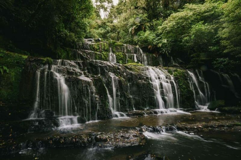 Te Anau to Dunedin via the Catlins & Invercargill 1 Way Tour - Authentic Feedback from Travelers