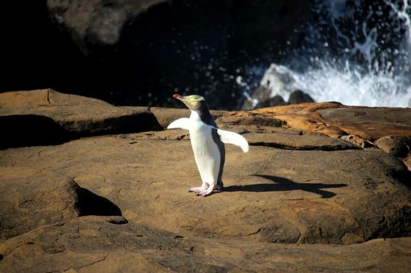 Te Anau to Dunedin via the Catlins & Invercargill 1 Way Tour - FAQ