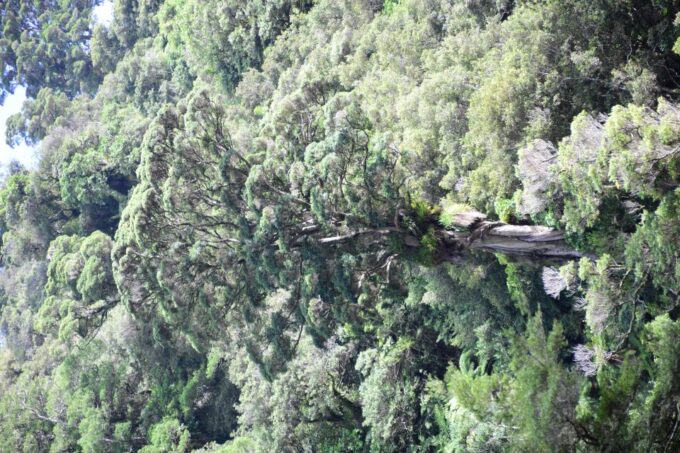 Te Awa Kairangi Grade 3 Wilderness Whitewater Duckie Tour - Pricing & Cancellation