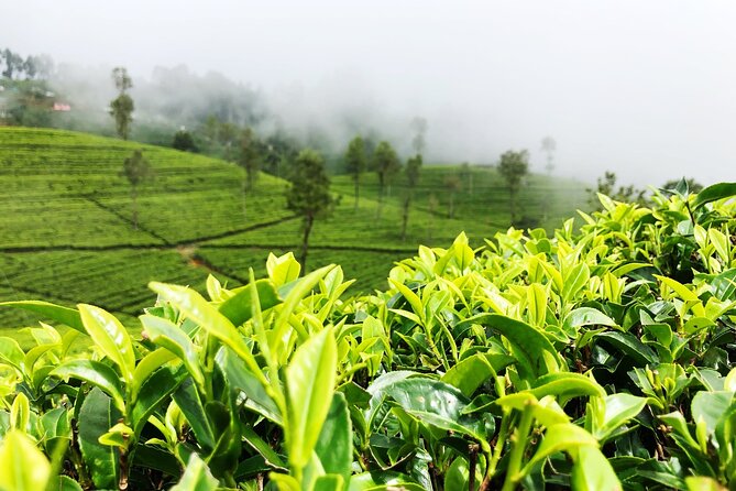 Tea Adventure- Haputale, Tea Plantation Tour With Lunch - Good To Know