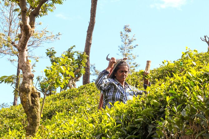 Tea Adventure- Haputale, Tea Plantation Tour With Lunch - Immersive Experiences