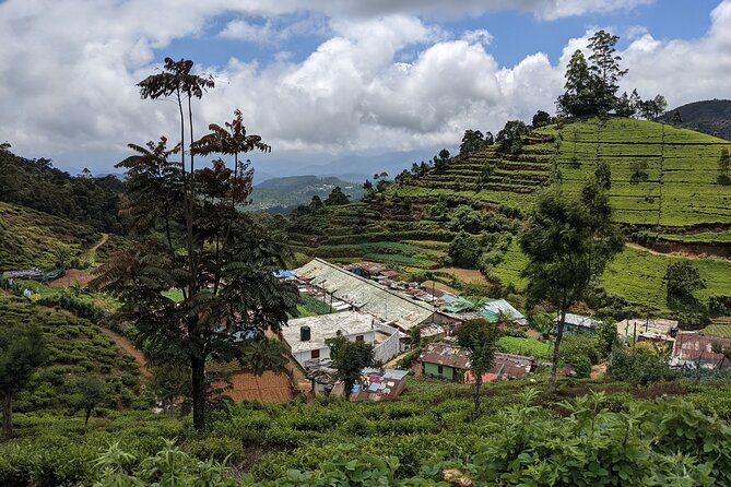 Tea Adventure- Haputale, Tea Plantation Tour With Lunch - Accessibility and Recommendations
