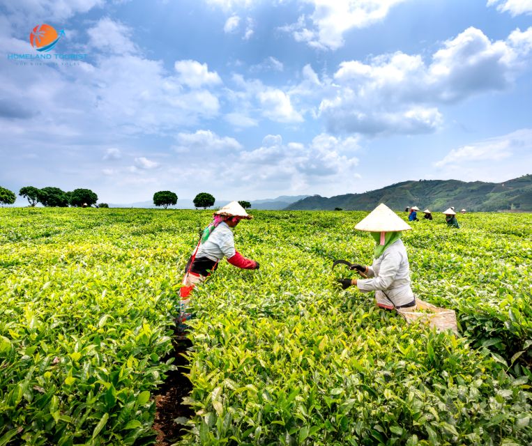 Tea & Coffee Tour - Tea Plantations and Winery