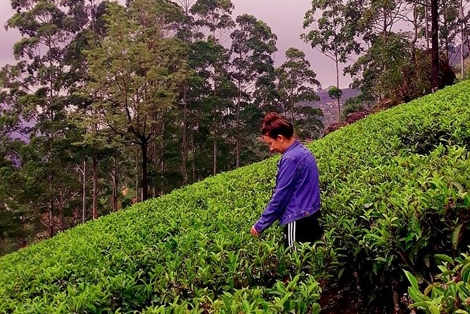 Tea Factories And Waterfalls Tour - Inclusions and Accessibility