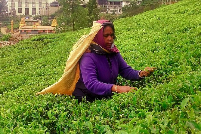 Tea Factories And Waterfalls Tour - Restrictions and Safety