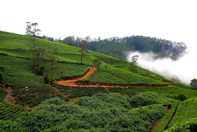Tea Factories And Waterfalls Tour - Customer Reviews