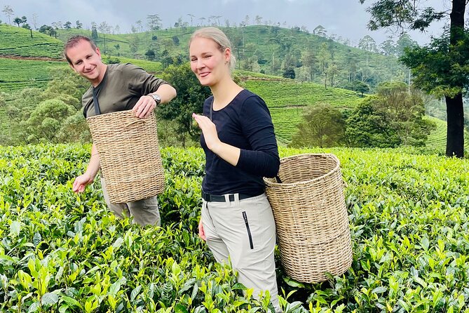 Tea Factory Plantation and Water Falls Tour - Tea Factory Experience