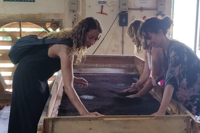 Tea Factory Tour With Tea Tasting Session - Good To Know