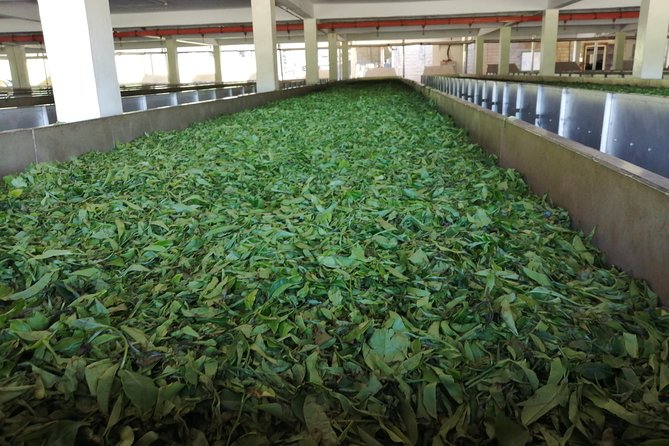 Tea Farm Experience at Riara Tea Farm And Factory Tour - Logistics