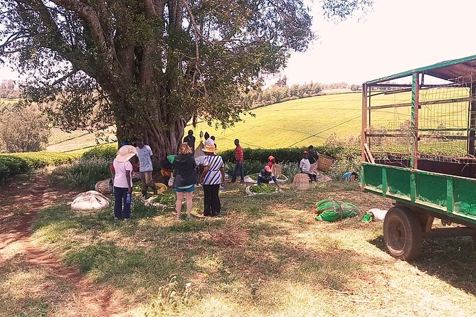 Tea Farm Experience at Riara Tea Farm And Factory Tour - Reviews