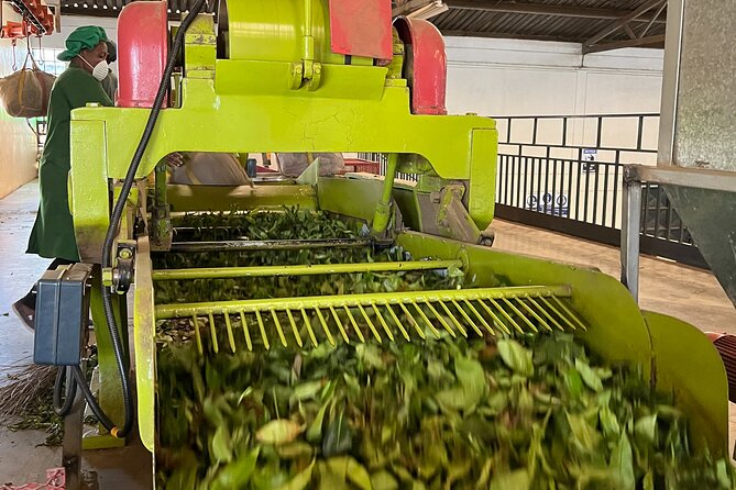 Tea Farm Experience at Riara Tea Farm And Factory Tour - Getting to Riara Tea Farm