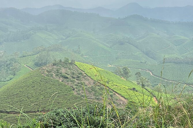 Tea Plantation, Grass Land and Mountain Hiking in Munnar - Reviews and Recommendations