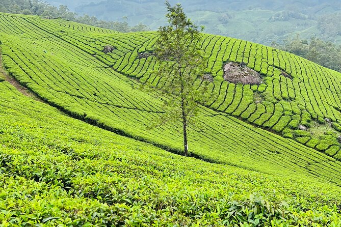 Tea Plantation, Grass Land and Mountain Hiking in Munnar - Scenic Tea Plantations