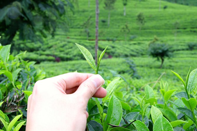 Tea Plantation Tour in Ella, Sri Lanka - Meeting and End Points