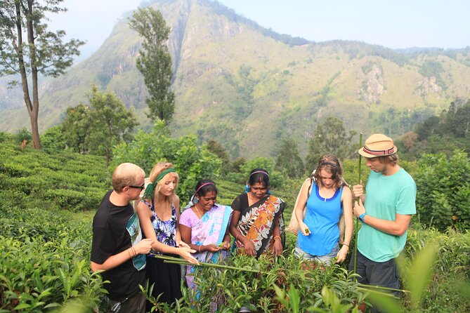 Tea Plantation Tour in Ella, Sri Lanka - Group Size