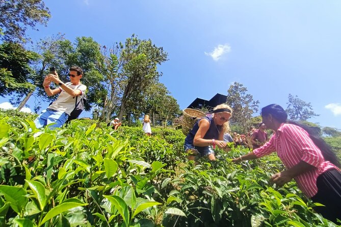 Tea Plantation Tour in Ella, Sri Lanka - Gratuities