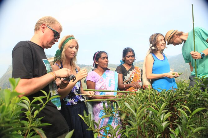 Tea Plantation Tour in Ella, Sri Lanka - Additional Information