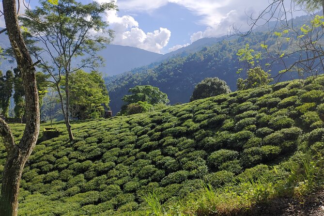 Tea Pluckers Day - Guest Experience
