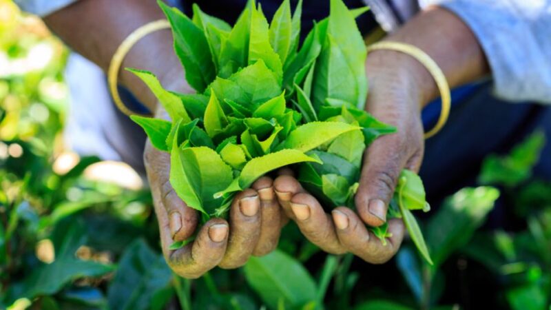 Tea Trail of Nuwara Eliya - Itinerary and Highlights