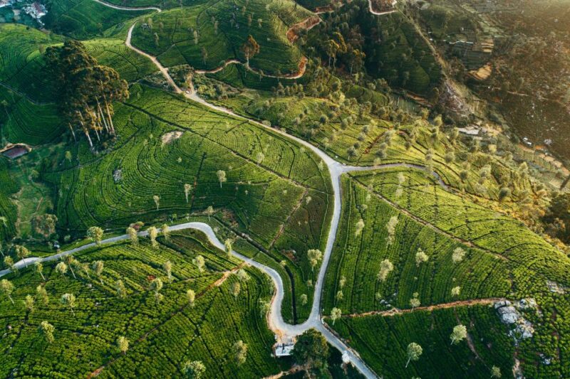 Tea Trail of Nuwara Eliya - Detailed Experience