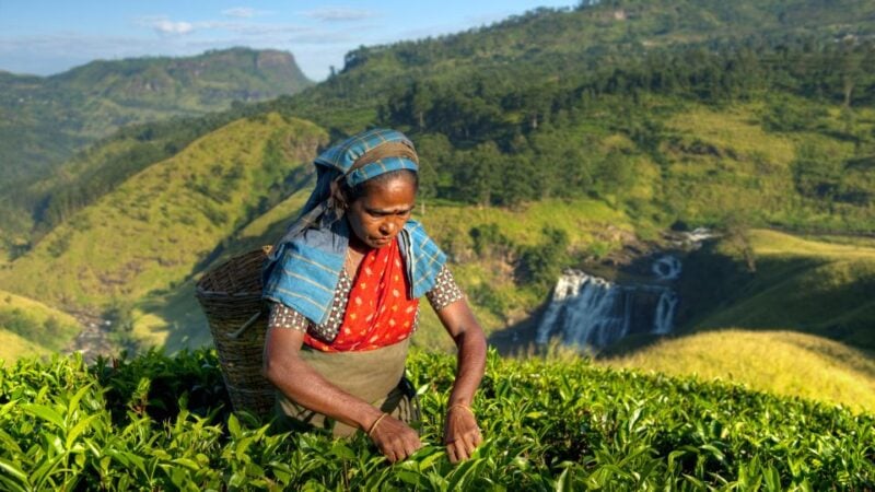 Tea Trail of Nuwara Eliya - Inclusions and Transportation