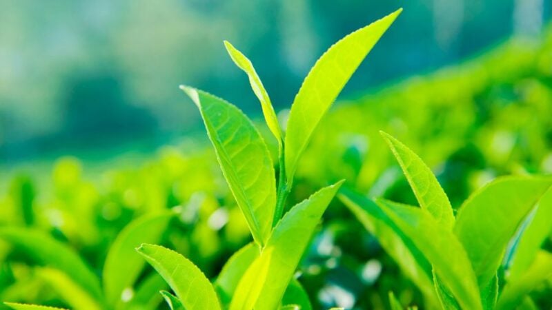 Tea Trail of Nuwara Eliya - What to Bring and Dress Code