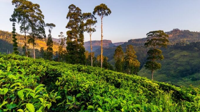 Tea Trail of Nuwara Eliya - Weather Considerations