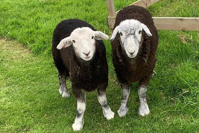 Tea With Naughty Sheep - Personalizing the Encounter