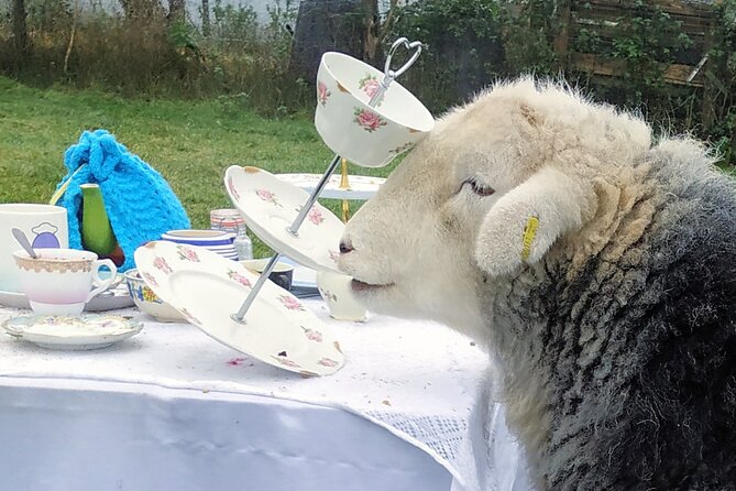 Tea With Naughty Sheep - Panoramic Vistas and Serenity