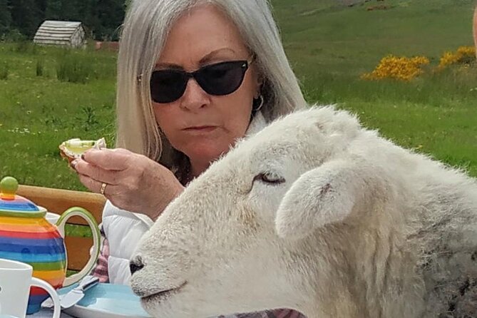 Tea With Naughty Sheep - Feedback From Previous Visitors