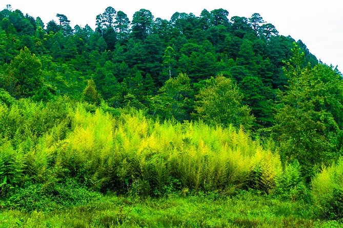 Tegucigalpa & Charming Towns Day Trip - La Tigra National Park