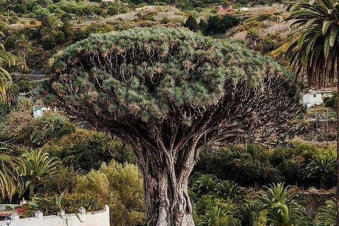 Teide-Icod-Garachico-Masca (Most Popular Bus Tour in Tenerife) - Traveler Reviews and Feedback