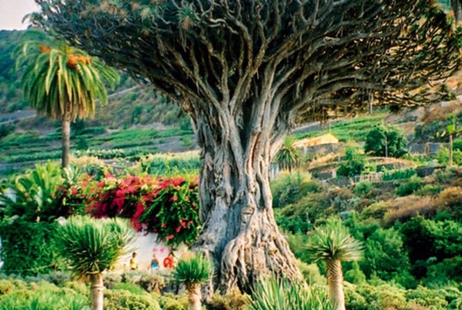 Teide-Icod-Garachico-Masca (Most Popular Bus Tour in Tenerife) - Private Tour Options