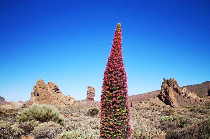 Teide National Park for Smaller Groups - Exploring Lava Flows and Fields