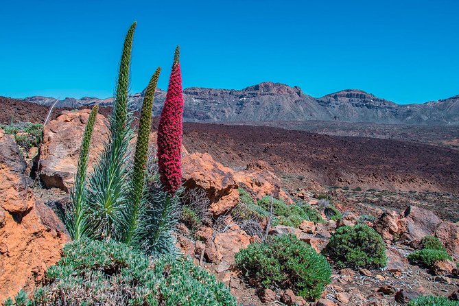 Teide National Park Half Day Tour With Hotel Pick up - Positive Guest Feedback