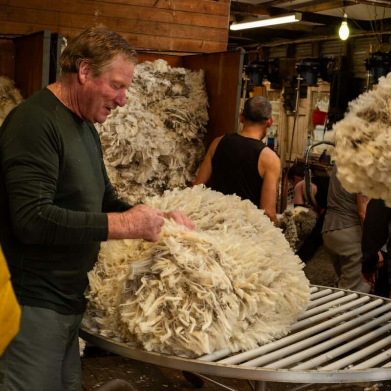 Tekapo: Merino Sheep Shearing and Sheepdog Demonstration - What Makes This Tour Special?