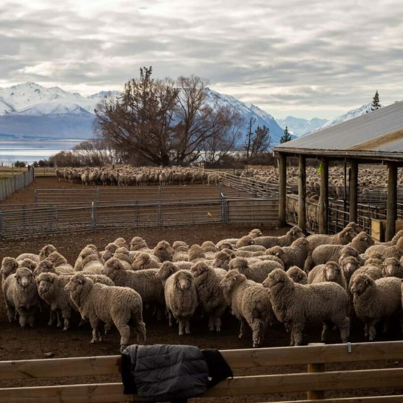 Tekapo: Merino Sheep Shearing and Sheepdog Demonstration - What to Expect During Your Visit