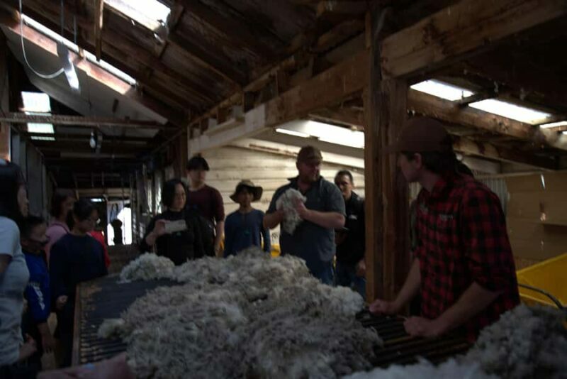 Tekapo: Merino Sheep Shearing and Sheepdog Demonstration - Practical Details and Tips for Travelers