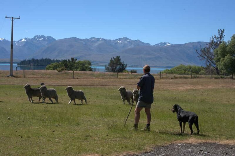 Tekapo: Merino Sheep Shearing and Sheepdog Demonstration - FAQ