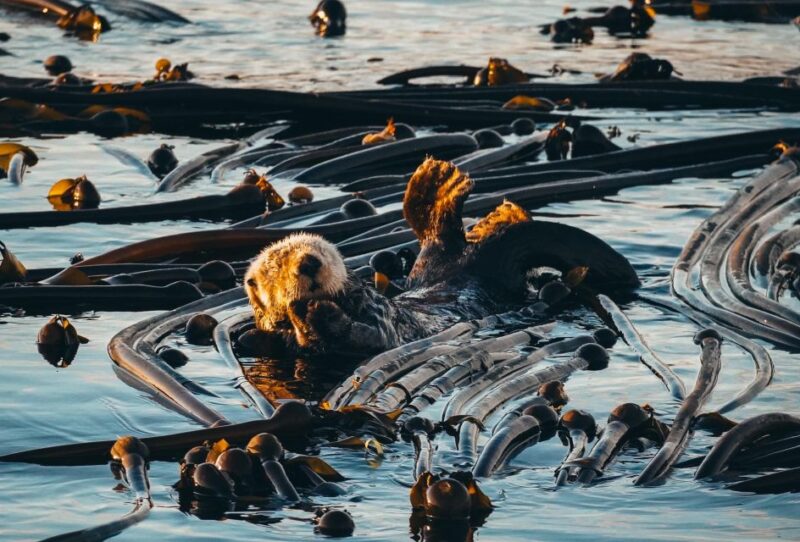 Telegraph Cove: 2 Hour Evening Kayak Tour - Key Points