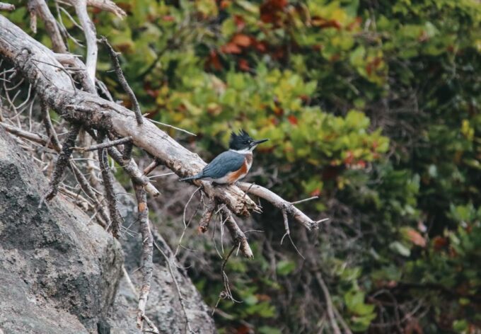 Telegraph Cove: 2 Hour Evening Kayak Tour - Wildlife Sightings and Nature