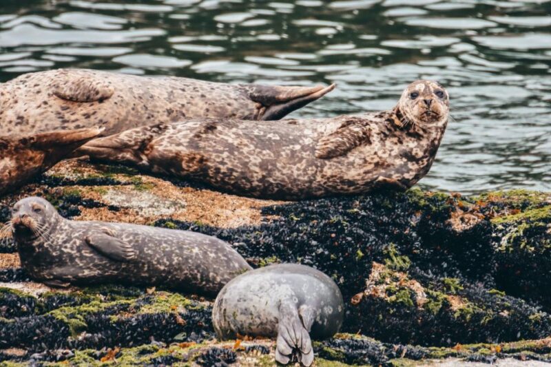 Telegraph Cove: 2 Hour Family Fun Kayaking Tour - Preparation and Restrictions