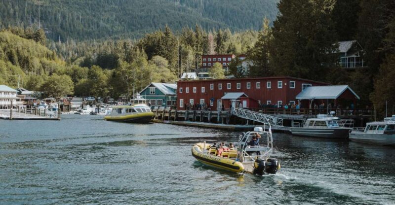 Telegraph Cove: 3-Hour Whale Watching Tour in a Zodiac Boat - Wildlife Experience