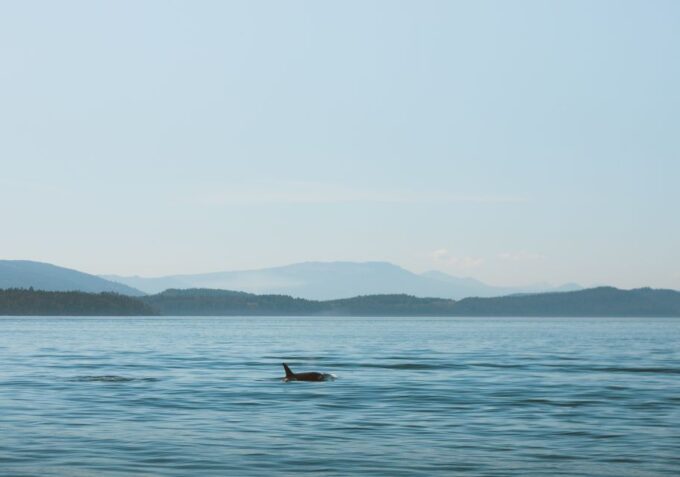Telegraph Cove: 3-Hour Whale Watching Tour in a Zodiac Boat - Booking and Pricing