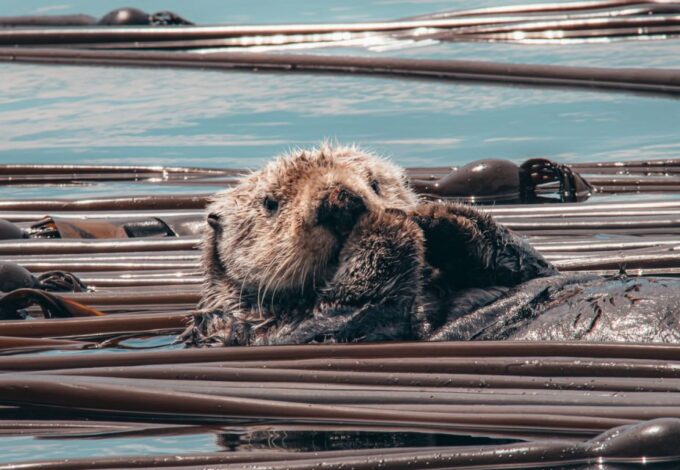 Telegraph Cove: 3-Hour Whale Watching Tour in a Zodiac Boat - Guaranteed Whale Sightings